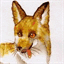 foxbox.tumblr.com