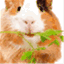 healthyguineapig.com