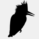kingfisher.brentdimmig.com