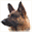 activedogs.com