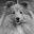 fromflashingstarlight.ch
