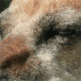 nationalassociationofoutsourceriskreduction.net