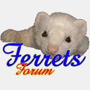 ferretsforum.org