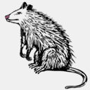 opossumlit.com