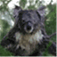laparoledukoala.com