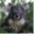 laparoledukoala.com