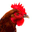 clucknation.com