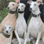 whippetpassion.com