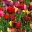 tulipgardenblog.wordpress.com