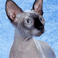 bellas-hundesalon.de