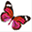 le-papillon.net