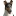 smooth-collie-pesbady.wz.cz