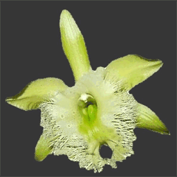 orquidea.hn
