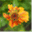 smallbluegreenflowers.wordpress.com