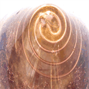violetflameorgone.com
