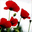 ateliercoquelicots.com