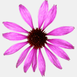 ashlandhealingarts.com