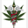 medicalcannabis.co.za