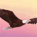 eaglesherbalsolutions.com