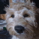 jacksonsdogblog.com