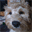 jacksonsdogblog.com