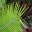 chartreusegarden.wordpress.com
