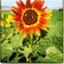 solysombrafarm.wordpress.com