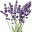lavendeloel.org