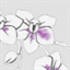 gite-orchidea.fr
