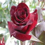 perihaninsayfasi.tr.gg