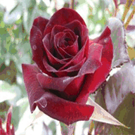 perihaninsayfasi.tr.gg