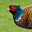 pheasanthuntertv.com