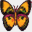 butterfly-wiki.com