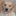 dexmangoldens.blogspot.com