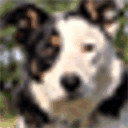 sheepdog-training.co.uk