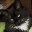 koracat.wordpress.com