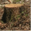 treetrunkproductions.net