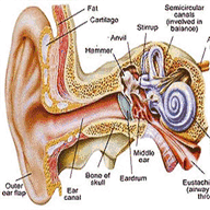 earache-remedy.com