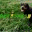 petcorps.info