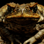 mightytoad.com