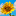 sunflowerfest.info