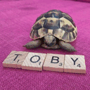 tobythetortoise.com