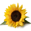 1245sunflowers.org