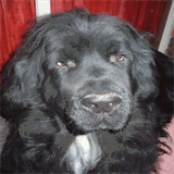 aubergedugroschiennoir.fr.gd