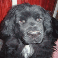 aubergedugroschiennoir.fr.gd