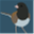 toughlittlebirds.com