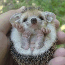 babyporcupines.tumblr.com