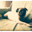 pugmatters.com