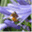 flutterandhum.wordpress.com
