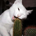 ivorycactus.com